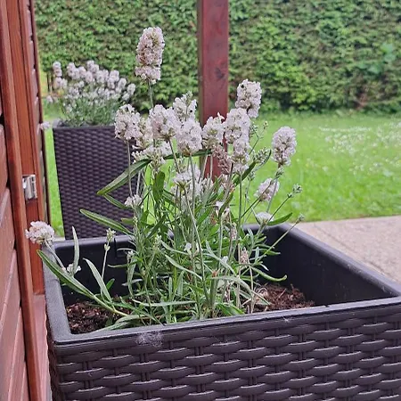 Devana Tatranska Javorina