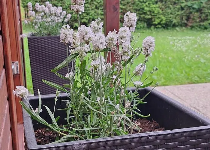 Devana Tatranska Javorina